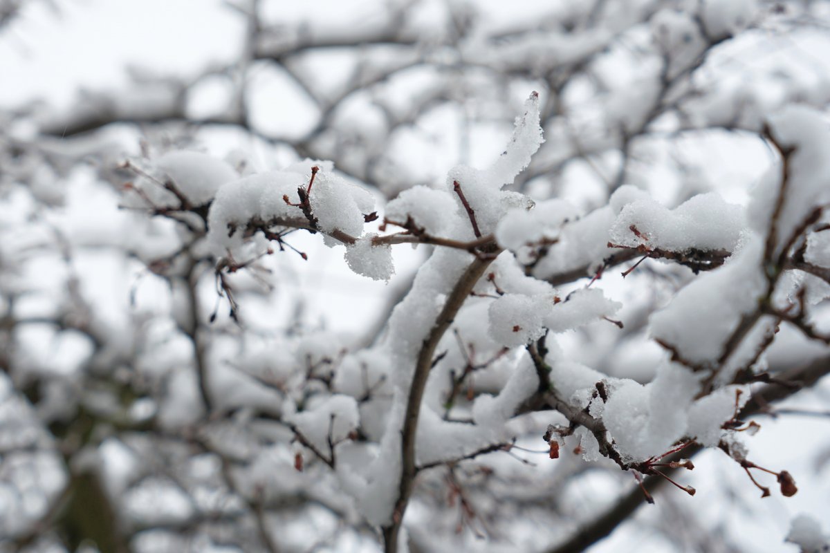 冬天樹枝上的積雪圖片