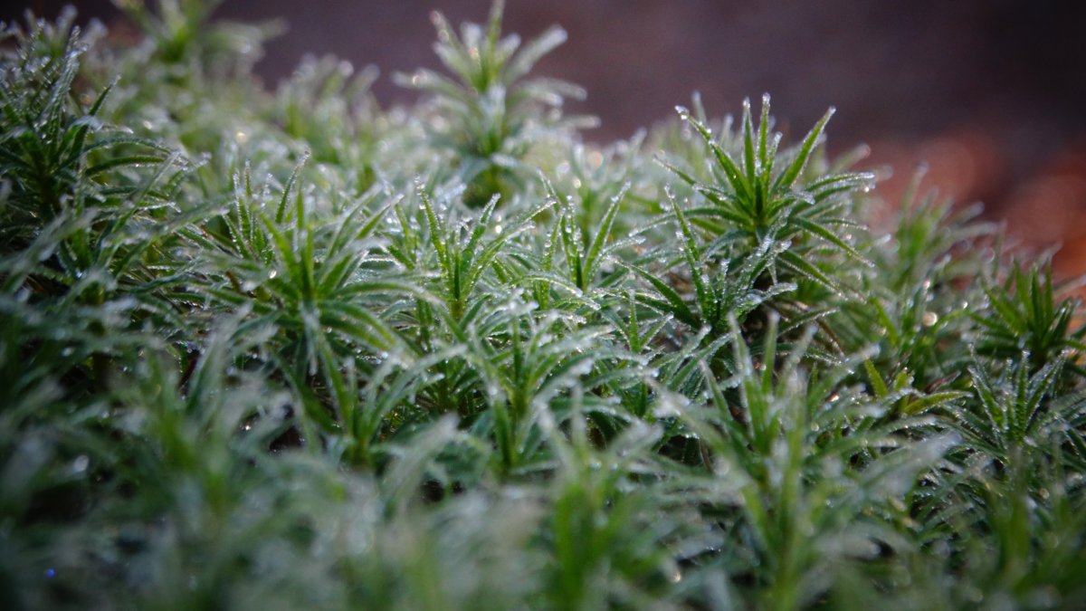 雨後水滴綠草圖片