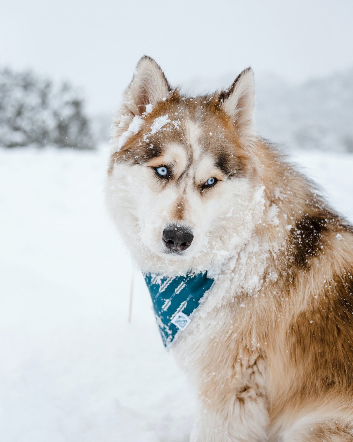 寒雪中的宠物狗图片,寒雪,中的,宠物狗,图片,标签:宠物狗狗狗特别声明
