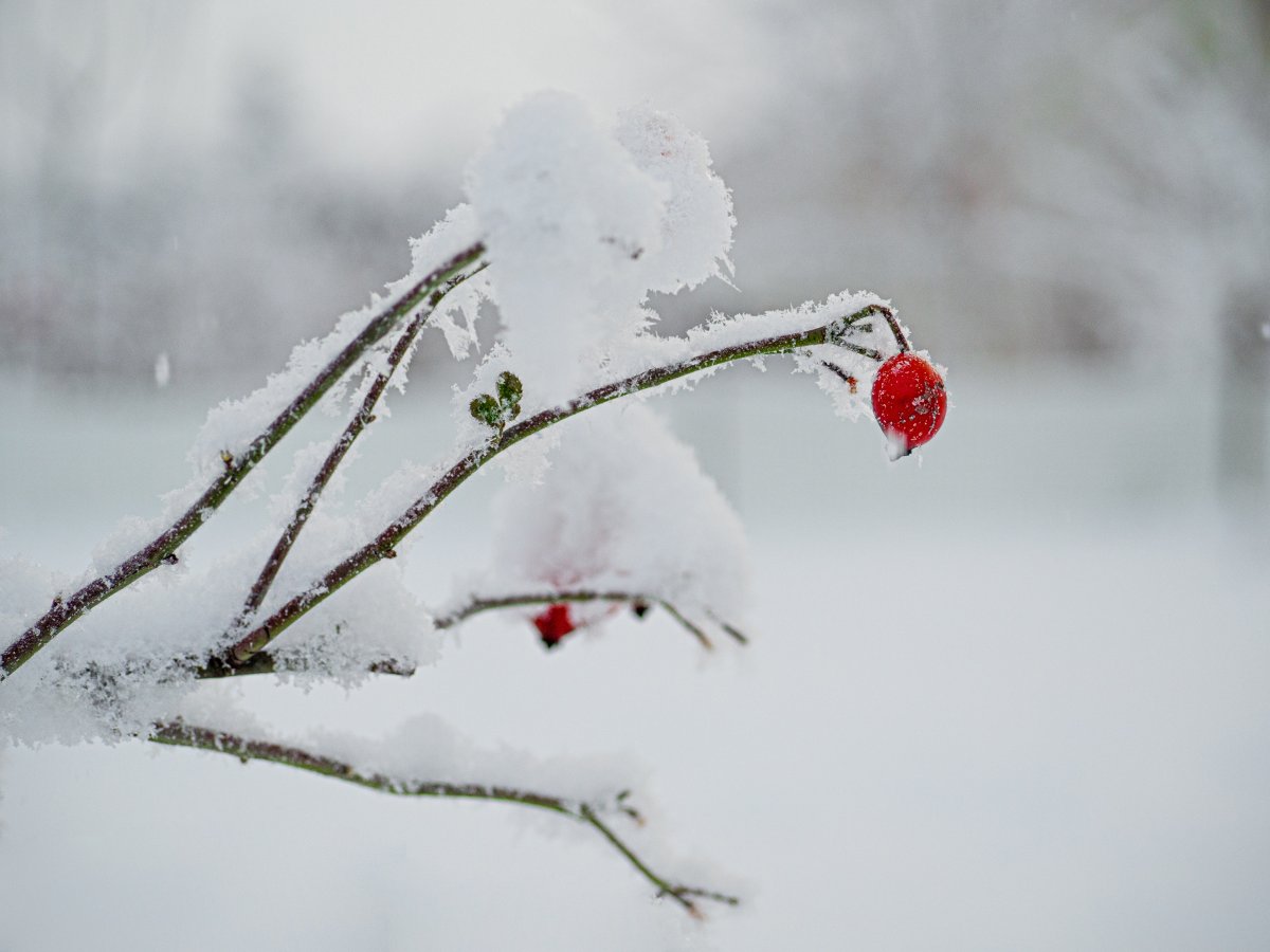 冬季雪中风景图片,高清图片