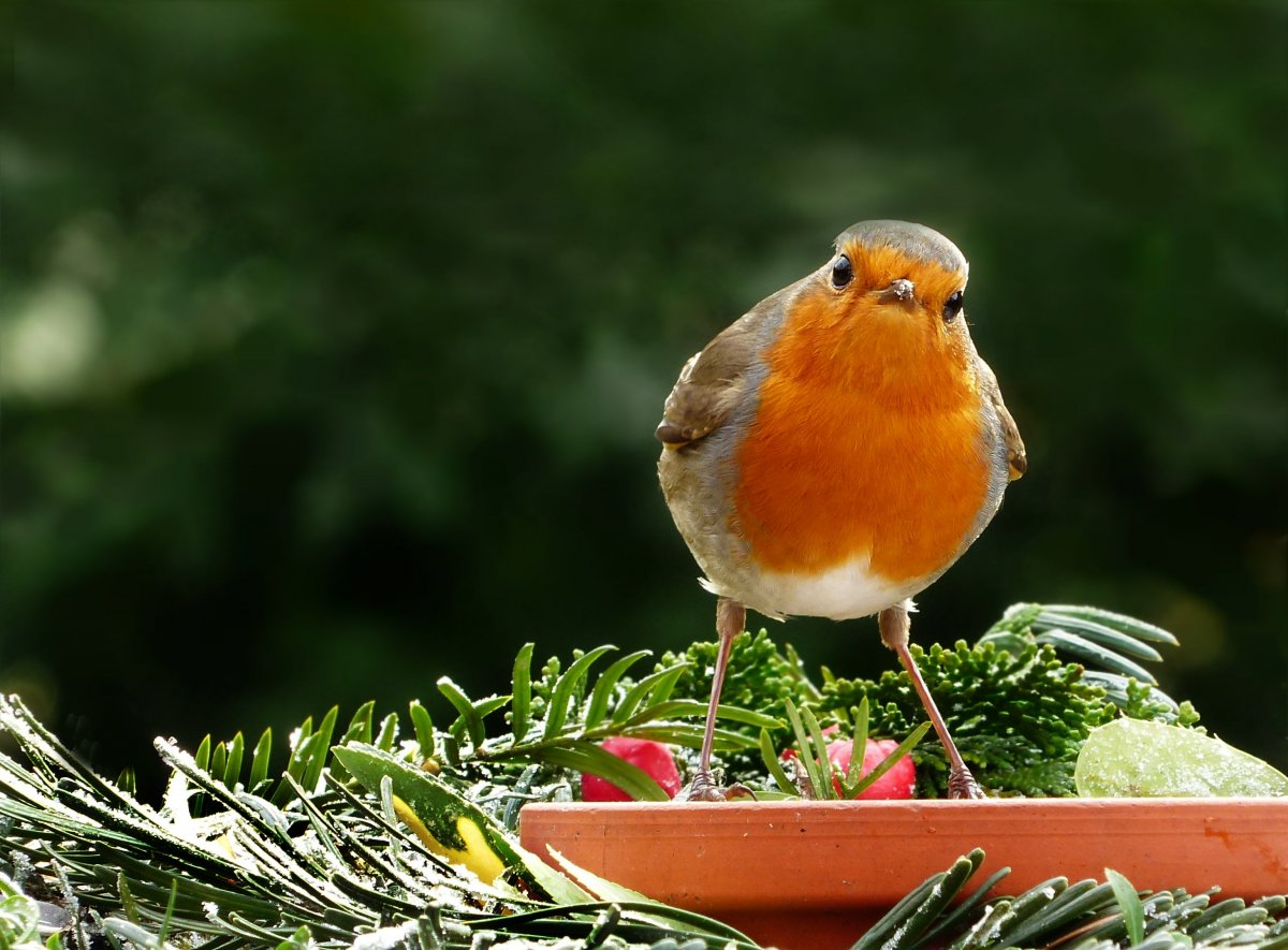 叽叽喳喳可爱的知更鸟图片