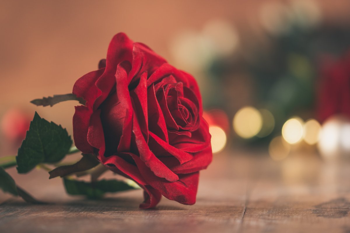 唯美,风格,玫瑰花,图片,标签:唯美花朵红玫瑰特别声明:本站所有图片