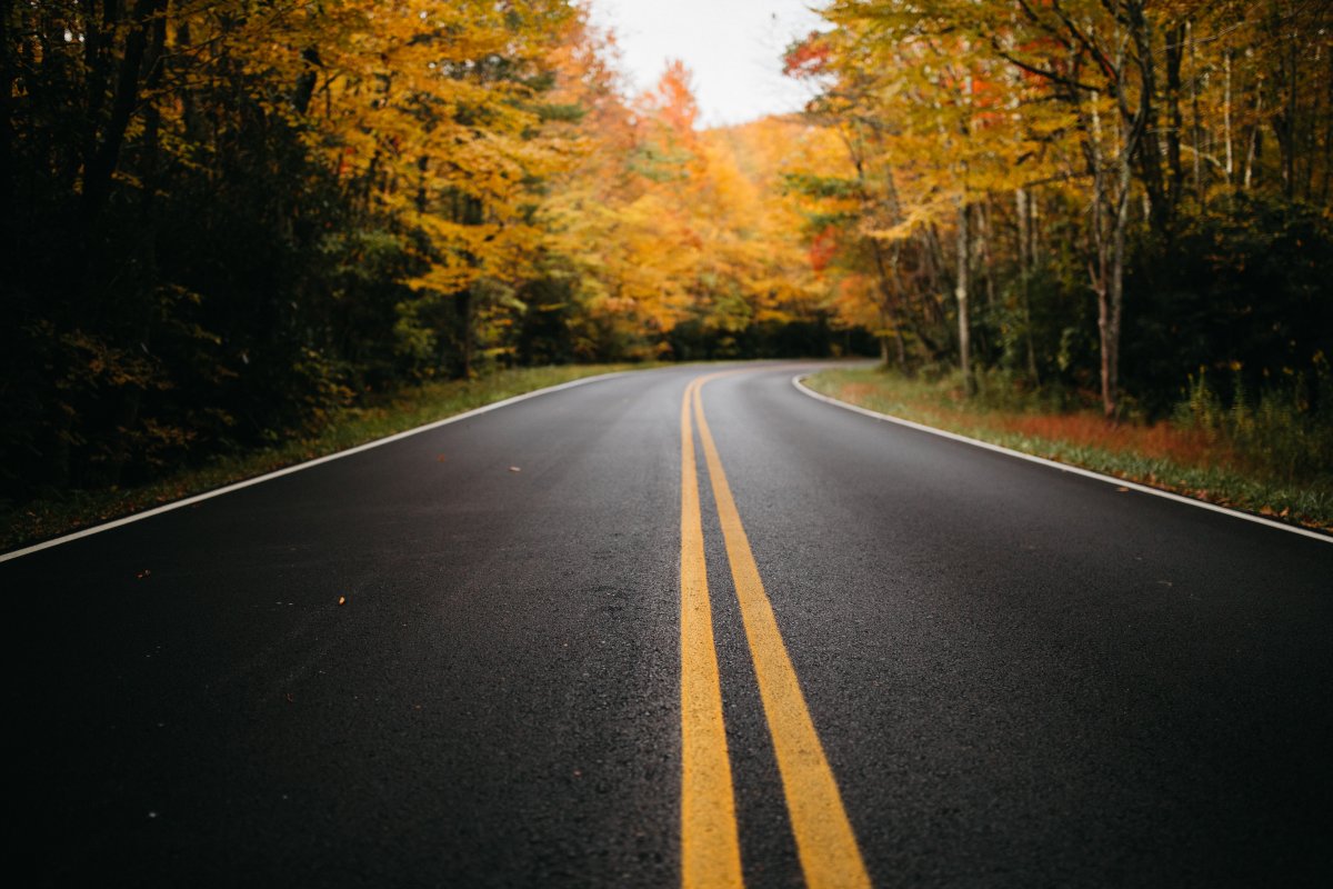 秋季树林公路风景图片,高清图片