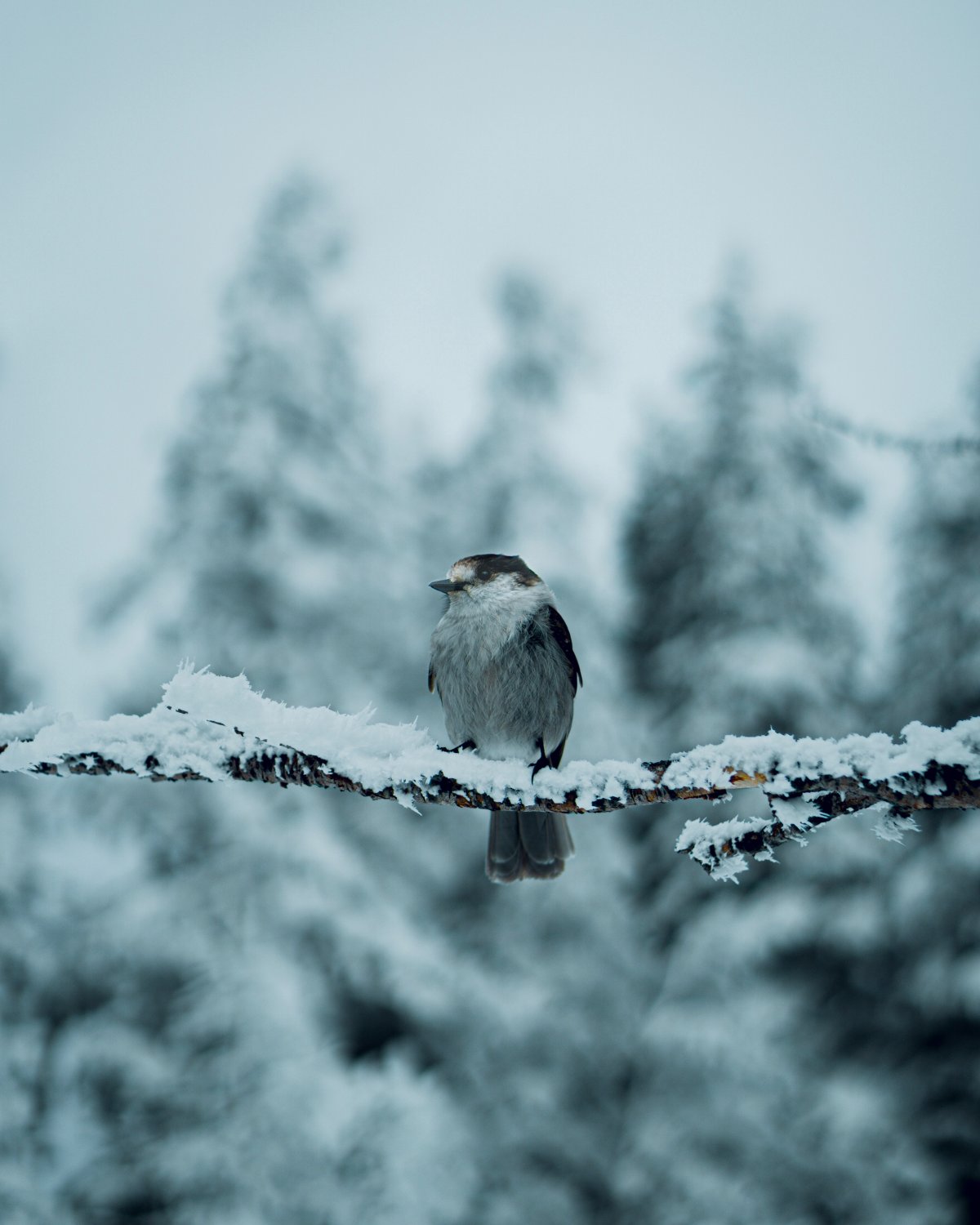 冬天树枝上的小鸟图片