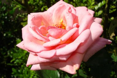 粉色玫瑰花开放图片