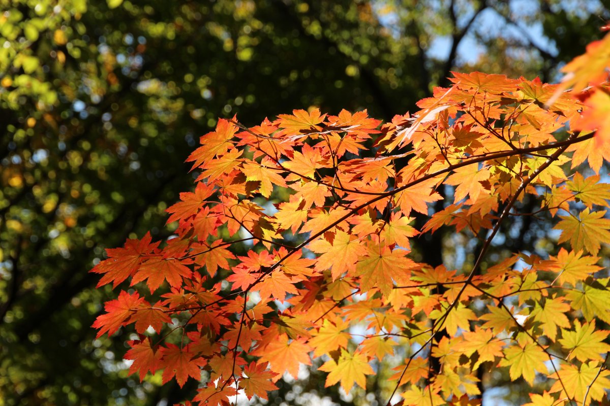 漂亮泛黄枫树叶图片