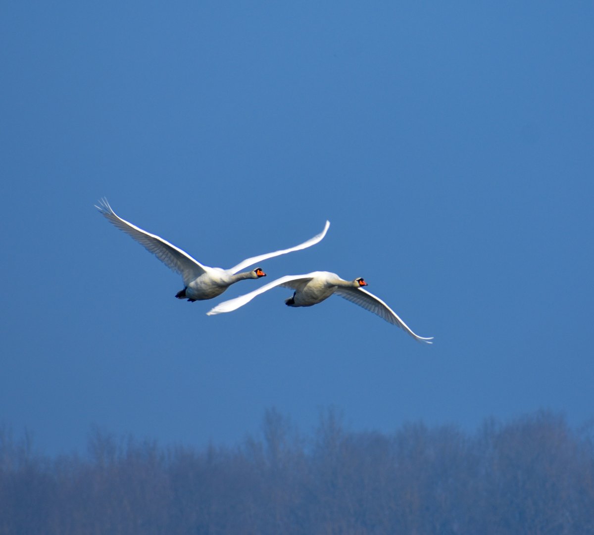 两只疣鼻天鹅飞翔图片,高清图片