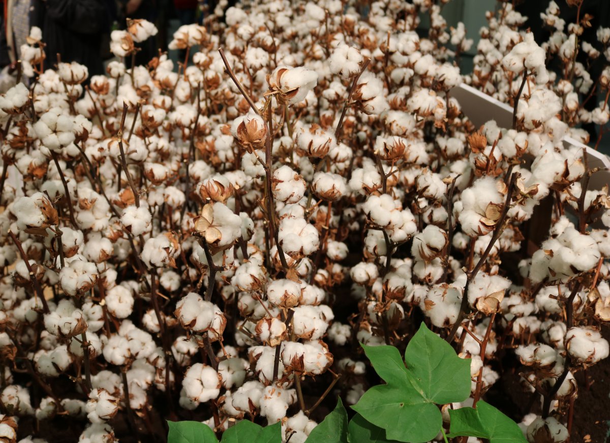 植物棉花成熟圖片