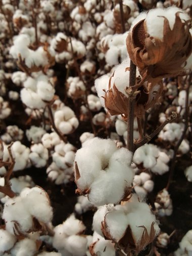 秋季棉花成熟图片