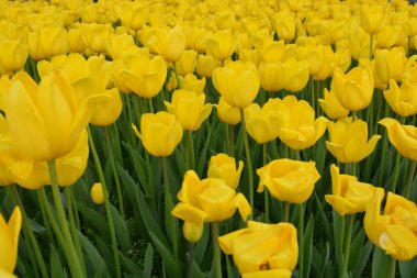 郁金香花蕊特写图片 高清图片