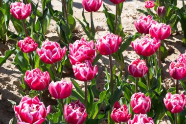 郁金香花蕊特写图片 高清图片