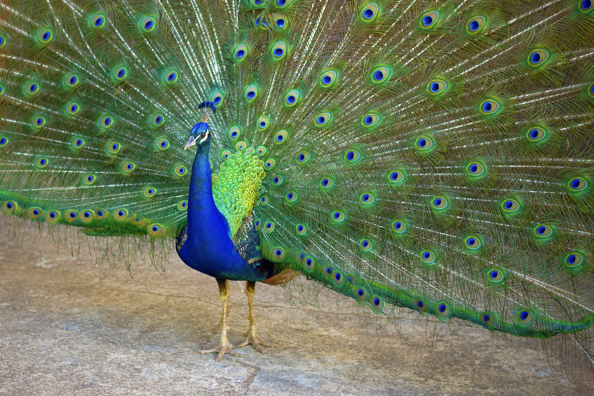 羽毛颜色漂亮的孔雀图片