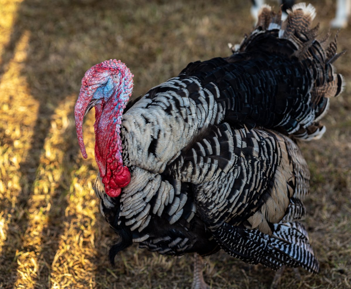拥有奇特外貌的火鸡图片