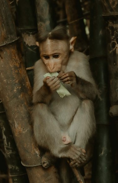 猴子吃东西图片