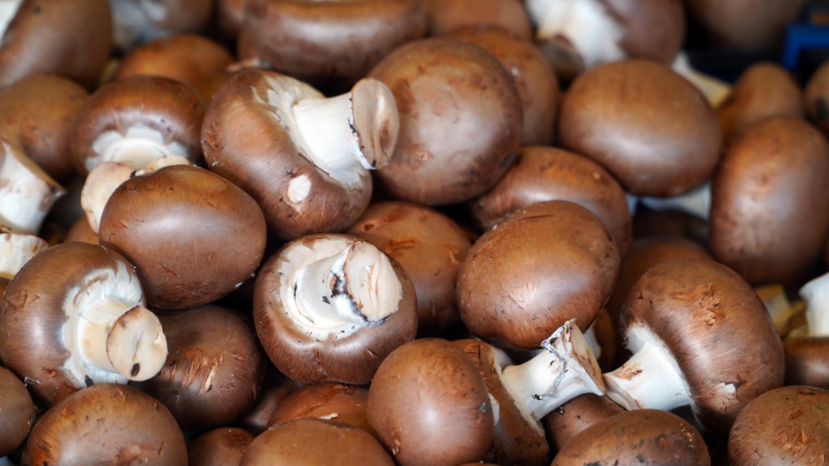 食用香菇丰收图片,高清图片