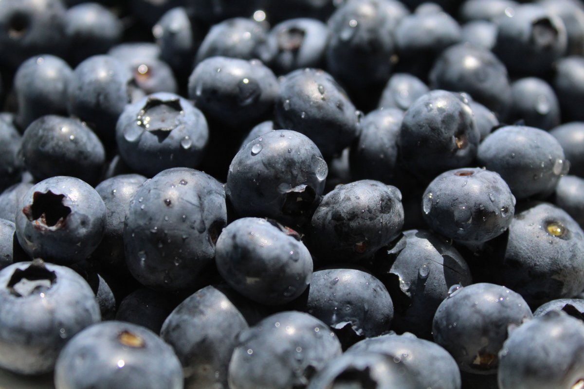 大颗蓝莓水果图片 高清图片