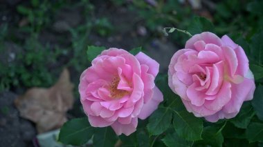 两朵粉色玫瑰花朵图片