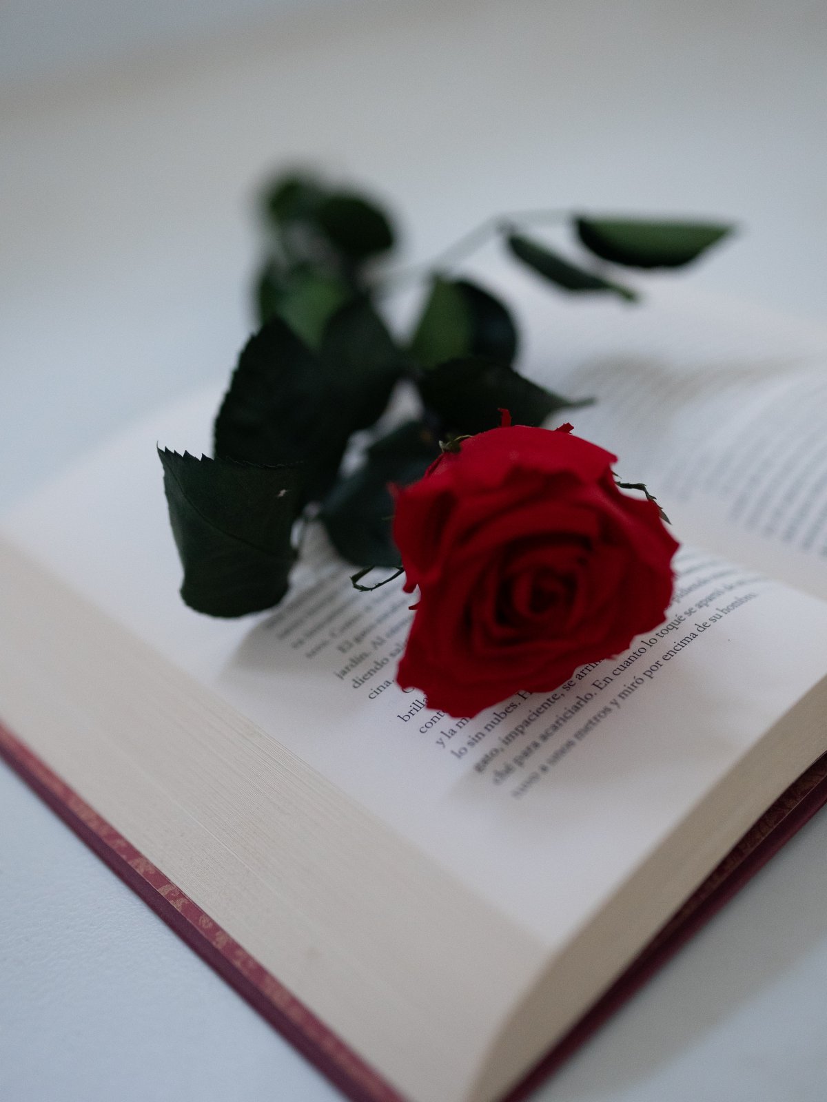一本书与花的唯美图片图片