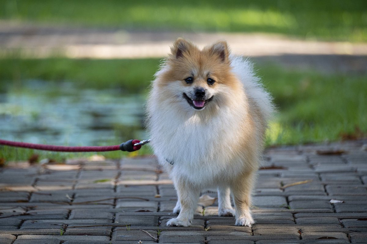 博美犬宠物狗图片