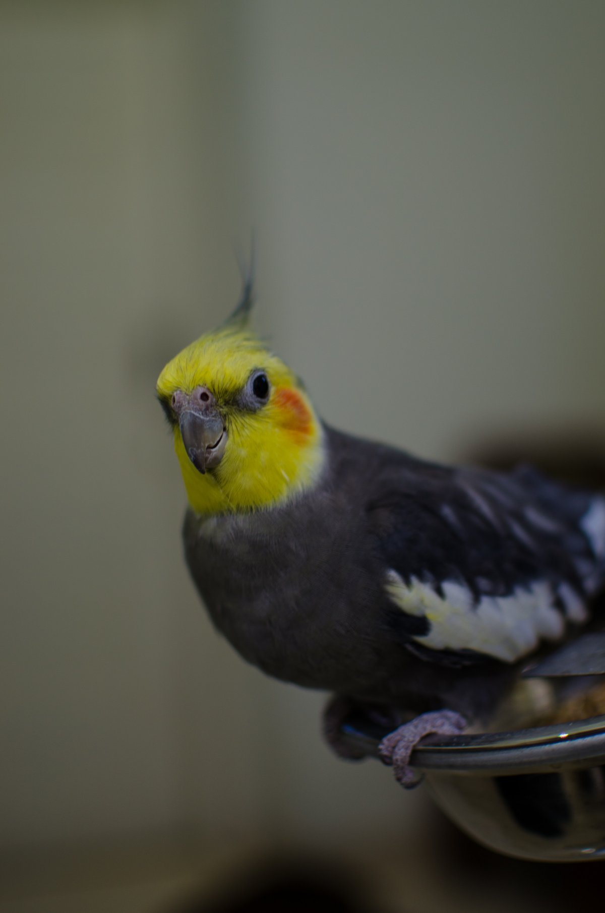 橙色脸颊的玄凤鹦鹉图片