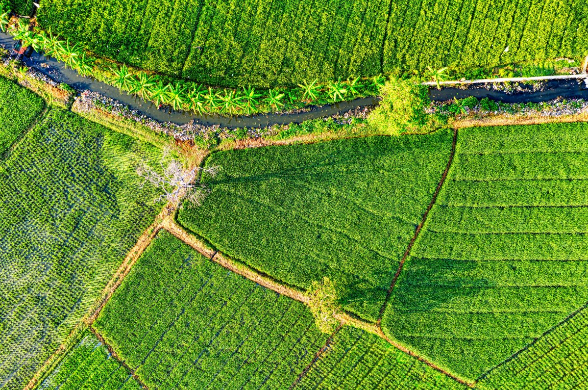 绿油油的农田图片
