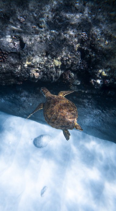 深海里的海龟图片
