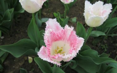 郁金香花蕊特写图片 高清图片