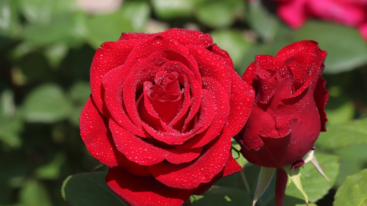 大红玫瑰花图片代表图片