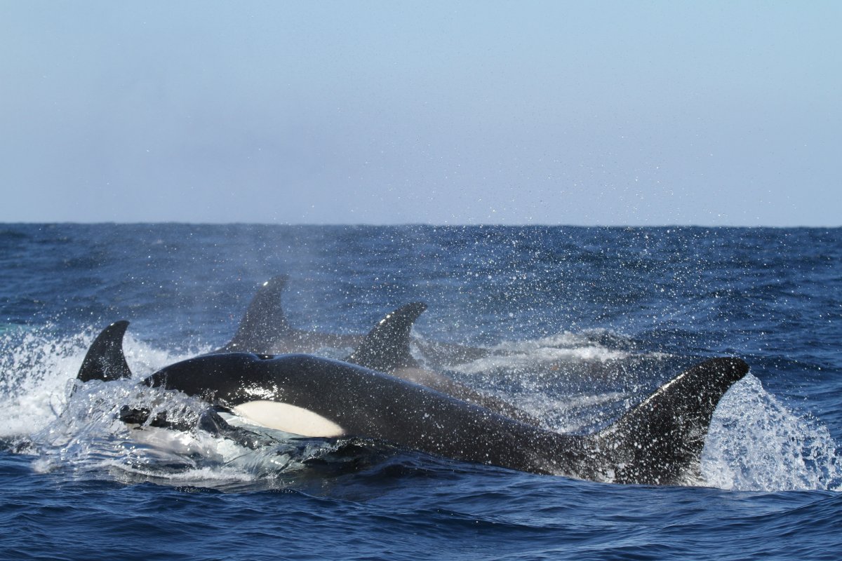 凶猛的海上霸王虎鲸图片