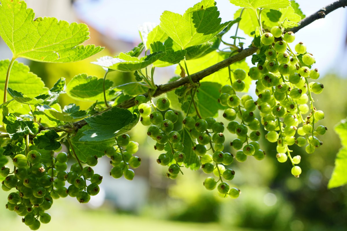 绿色野生醋栗果子图片