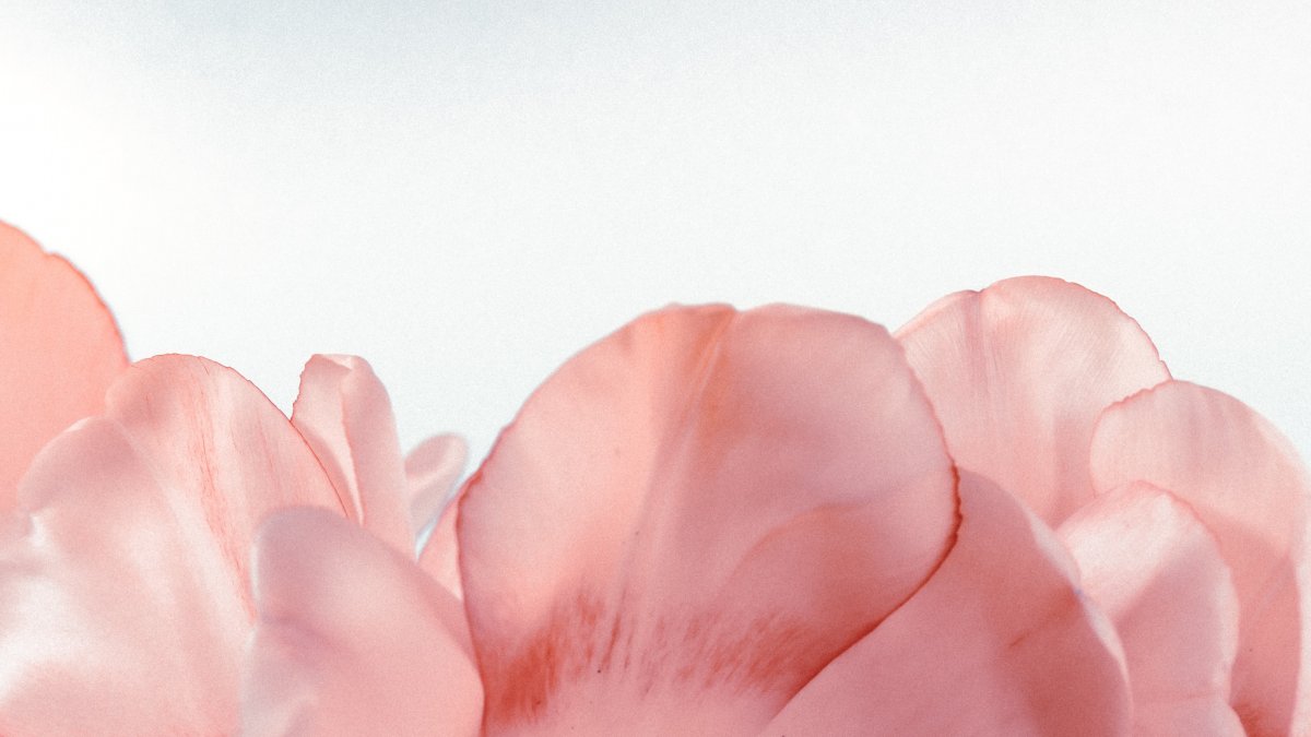 粉色花瓣微距图片