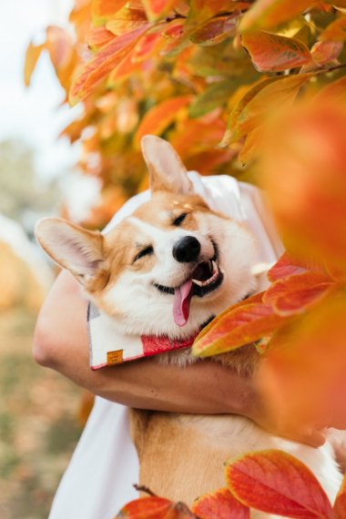 秋田犬图片高清秋田犬图片