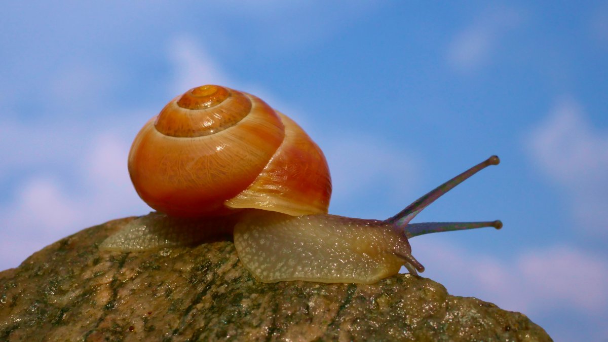 广西山蜗牛图片图片