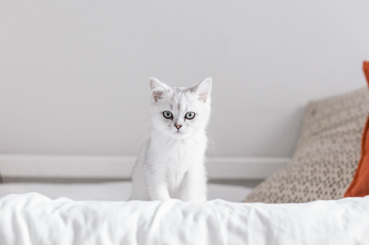 可爱小白猫图片 高清图片