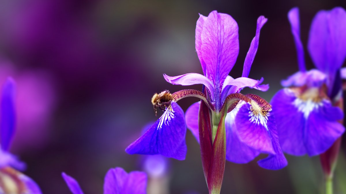 紫色鸢尾花开放花朵图片,高清图片