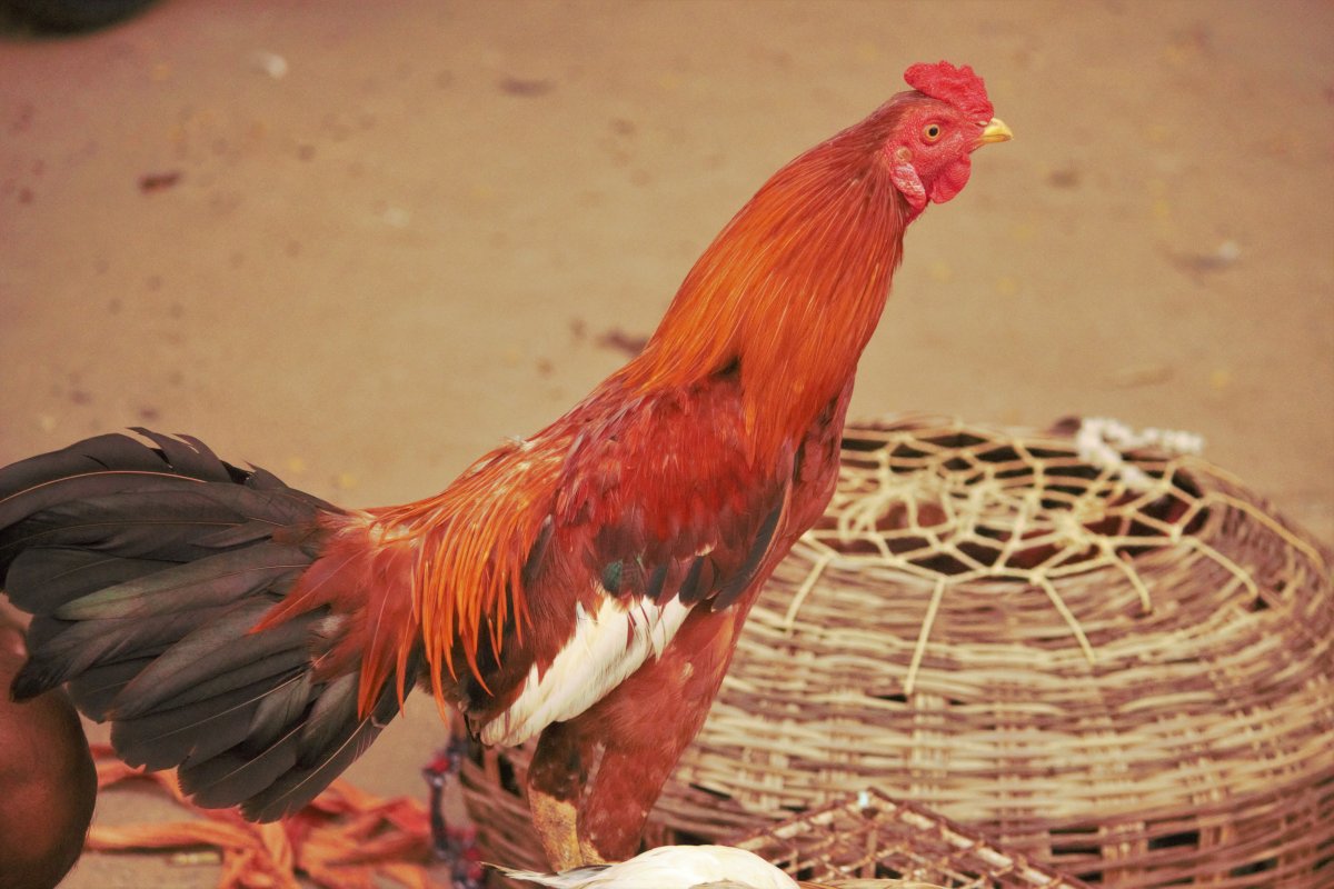 红羽王公鸡图片