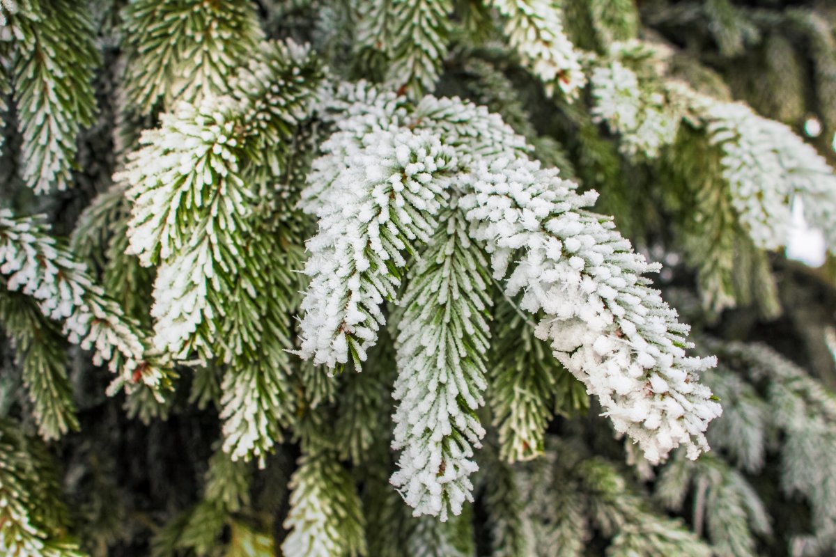 植物过冬的方式有哪些图片