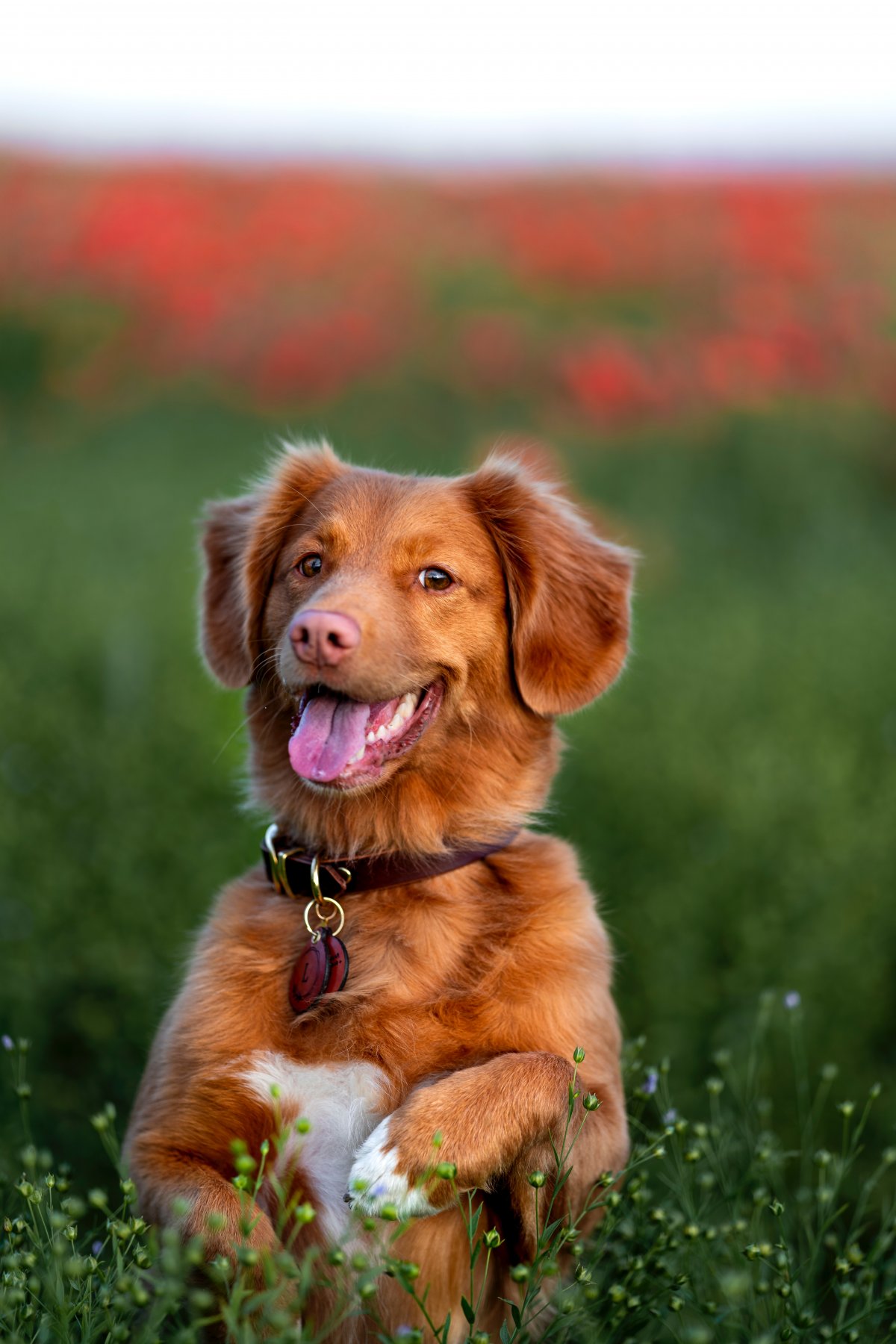 可愛呆萌金毛犬圖片,高清圖片