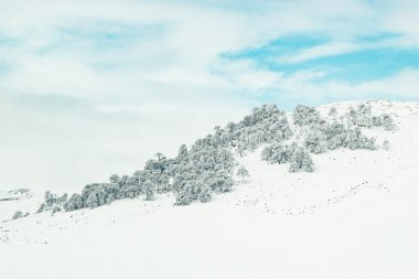 冬季雪地雪松雪景图片