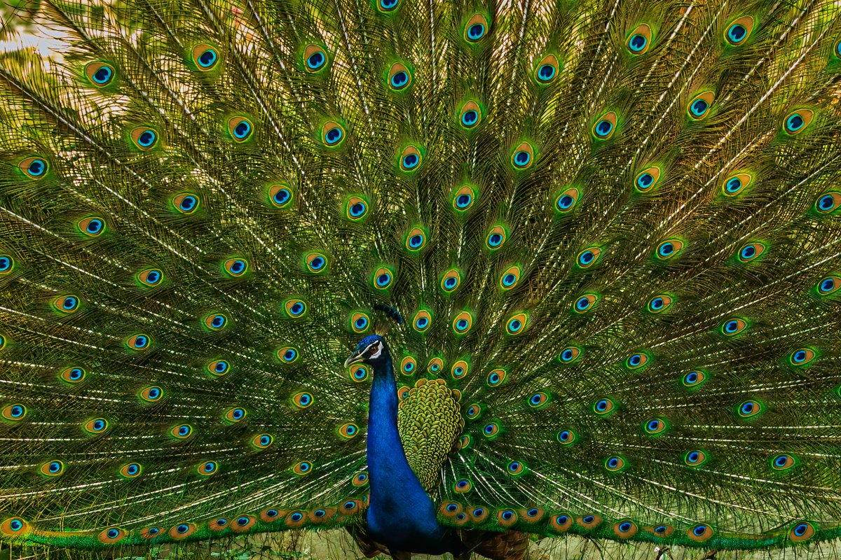 图片图片大全花色丰富的孔雀草图片图片大全漂亮孔雀开屏的图片图片大