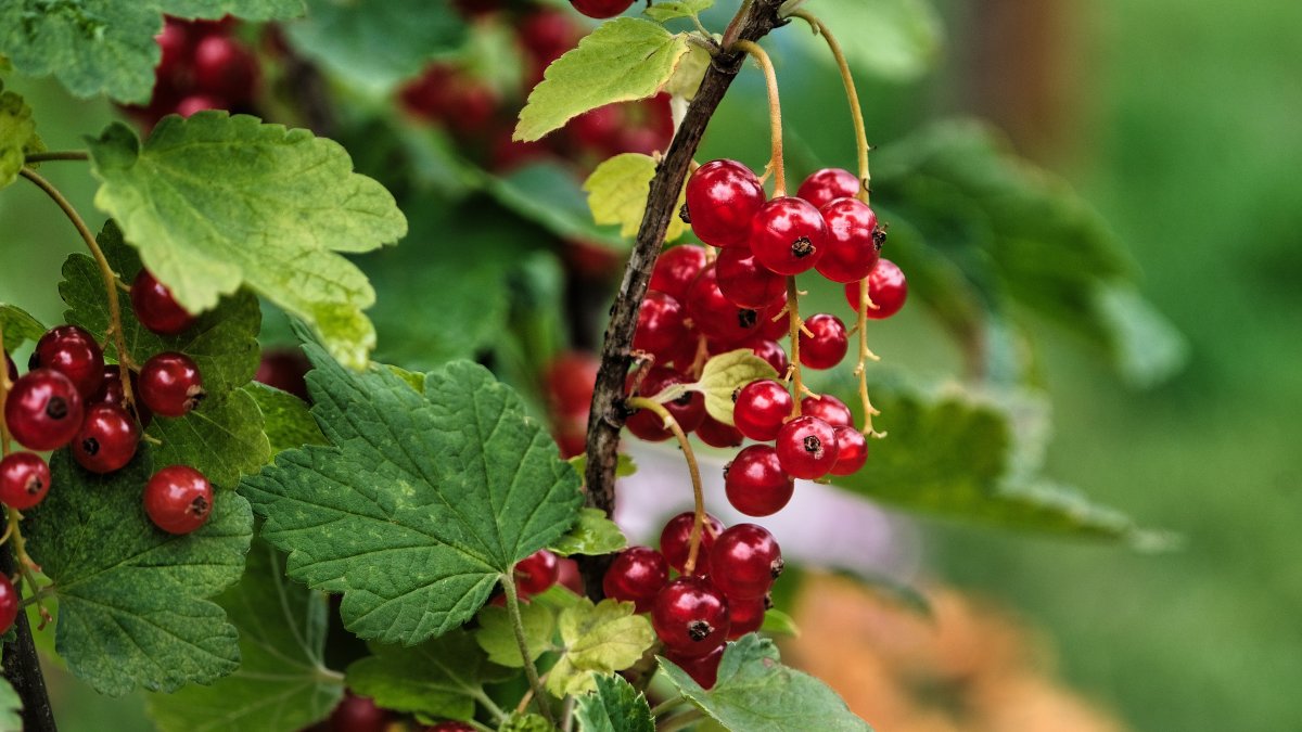 成红色野浆果图片
