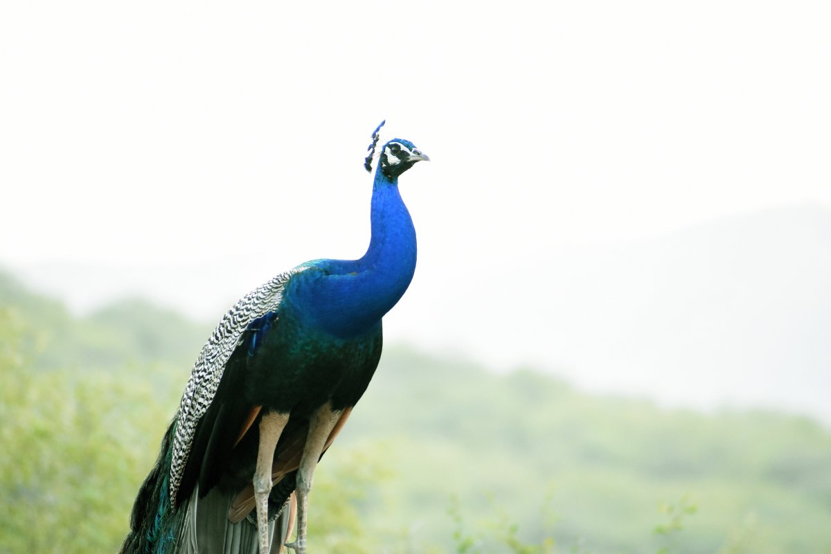 花色丰富的孔雀草图片图片大全漂亮孔雀开屏的图片图片大全美丽孤傲的