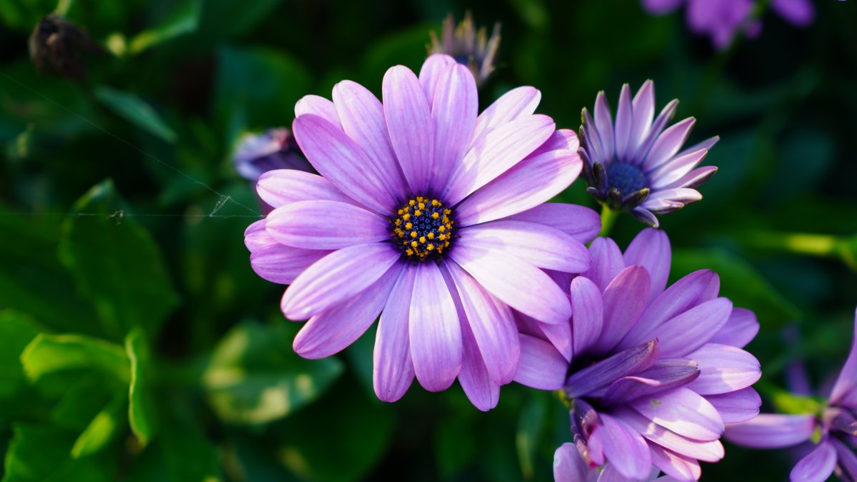 紫色的野菊花图片大全图片