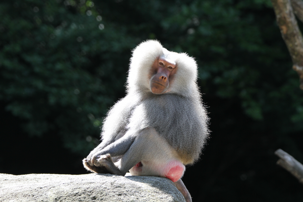 顽皮可爱的白毛狒狒图片