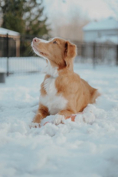 雪地里的狗狗图片