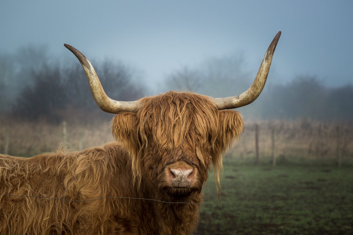 苏格兰高地牛 壁纸图片