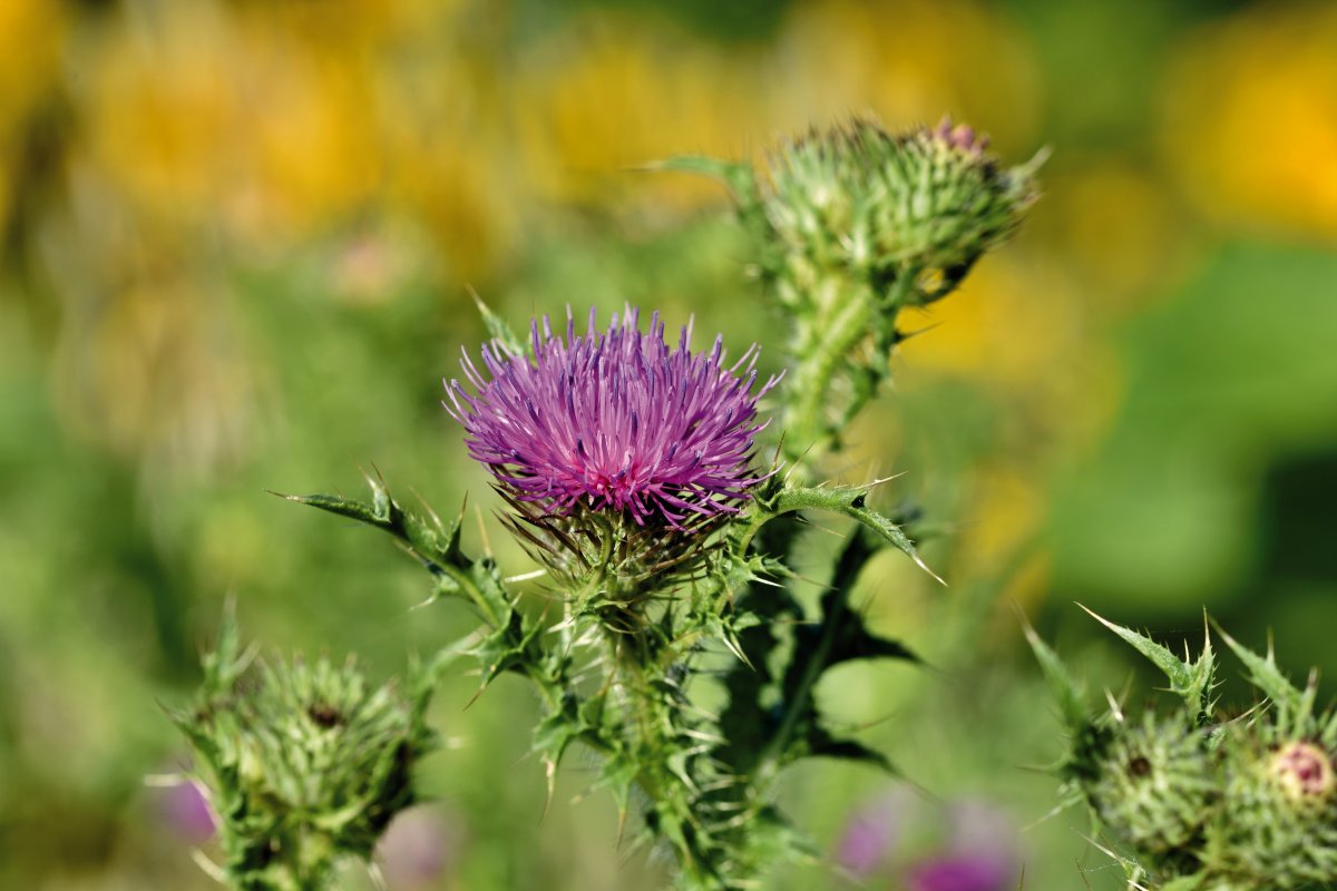 清新的紫色牛蒡图片 高清图片