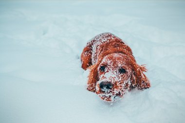 雪地撒歡的寵物狗圖片