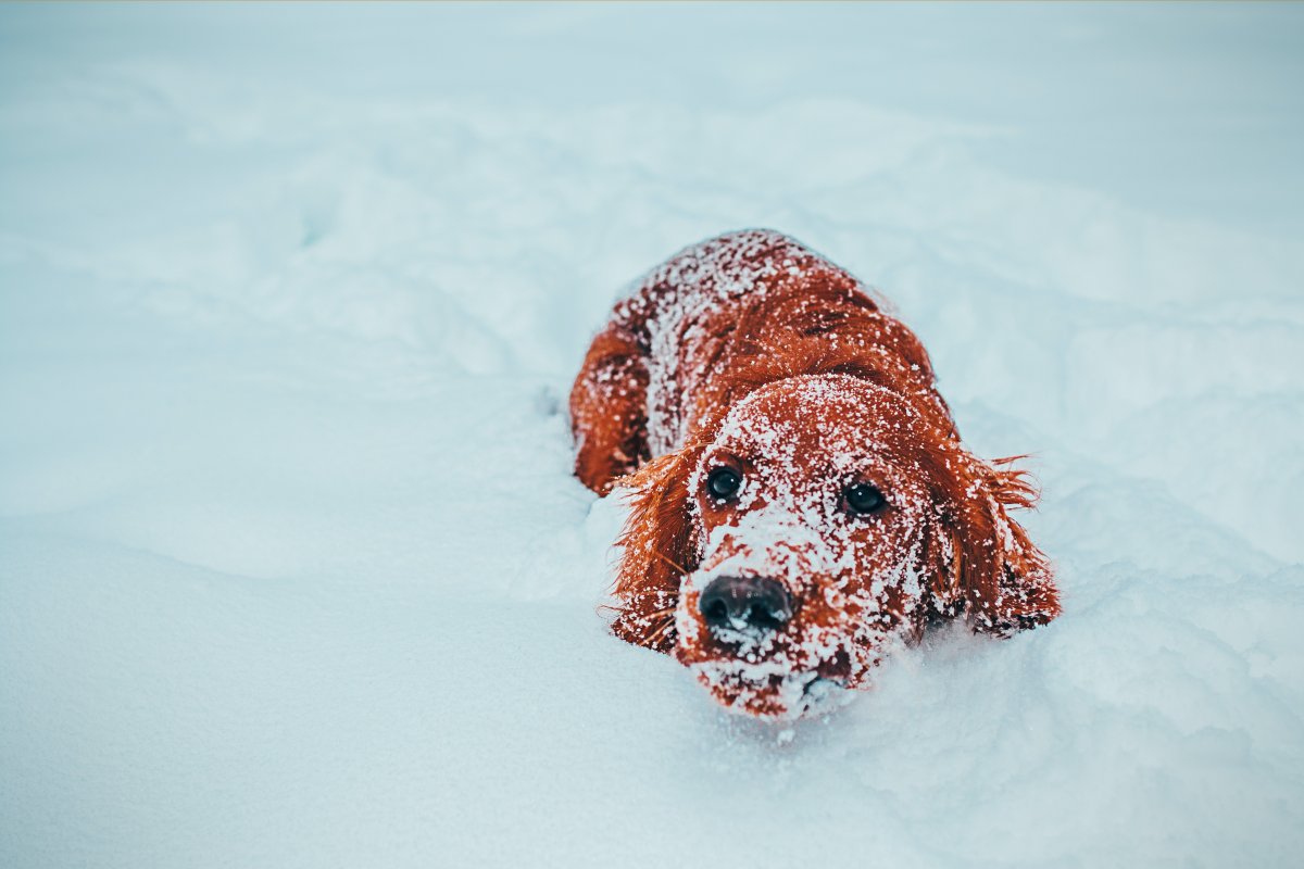 雪地撒欢的宠物狗图片