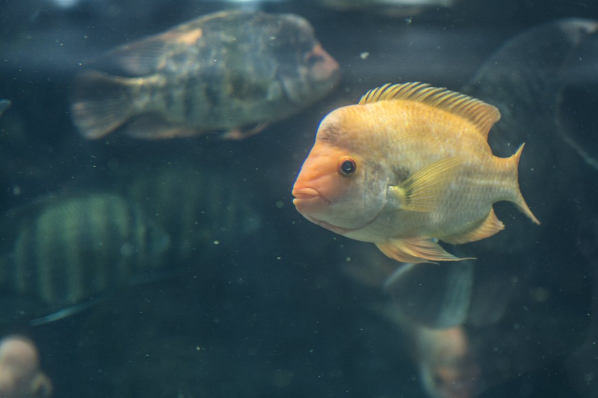 魚圖片圖片大全大海里的小丑魚圖片圖片大全海底海葵小丑魚圖片海洋